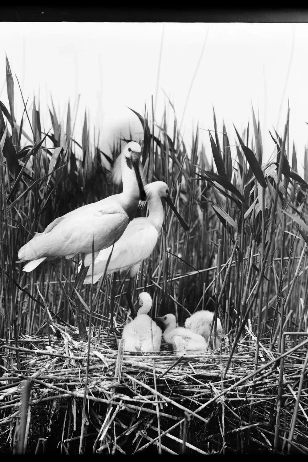 zwart wit foto van 2 lepelaars op een nest met 3 jonge lepelaars
